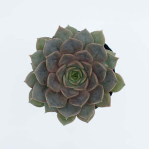 Sen Đá Hoa Hồng Tím