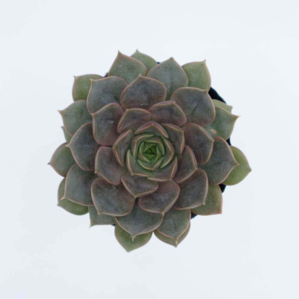 Sen Đá Hoa Hồng Tím