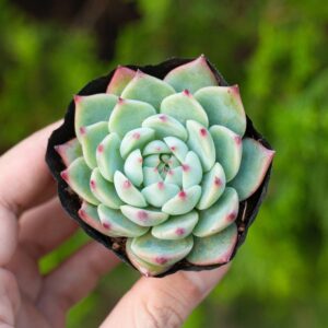 Sen đá bánh bao lửa