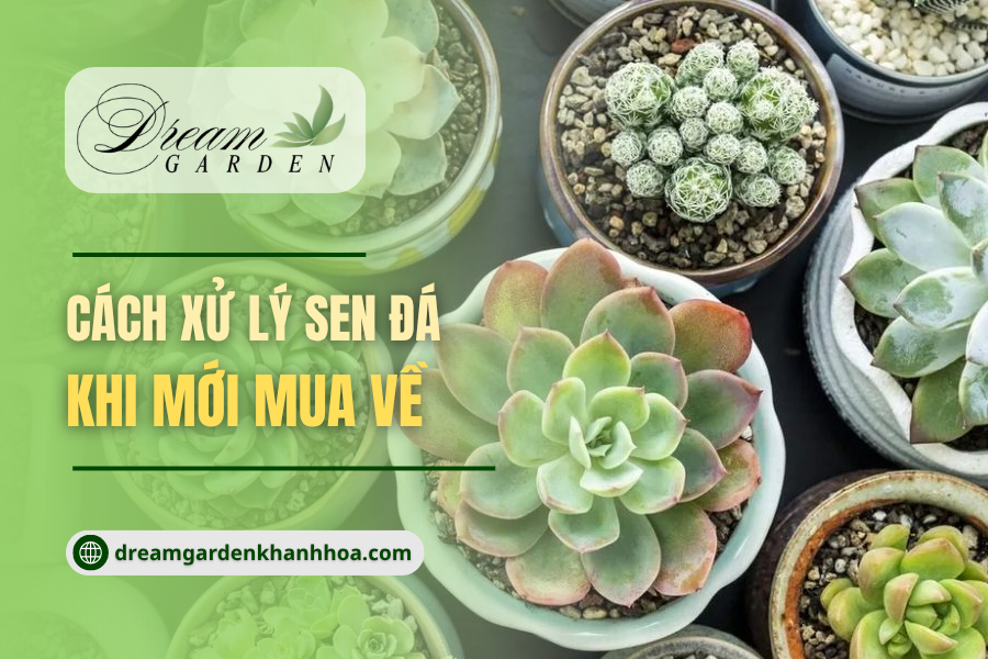 Cách Chăm Sen Đá Mới Mua Về Đúng Cách: Giúp Cây Nhanh Hồi Phục, Ra Rễ Và Lên Màu Đẹp
