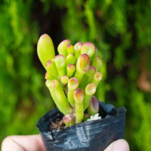 Sen đá ống điếu