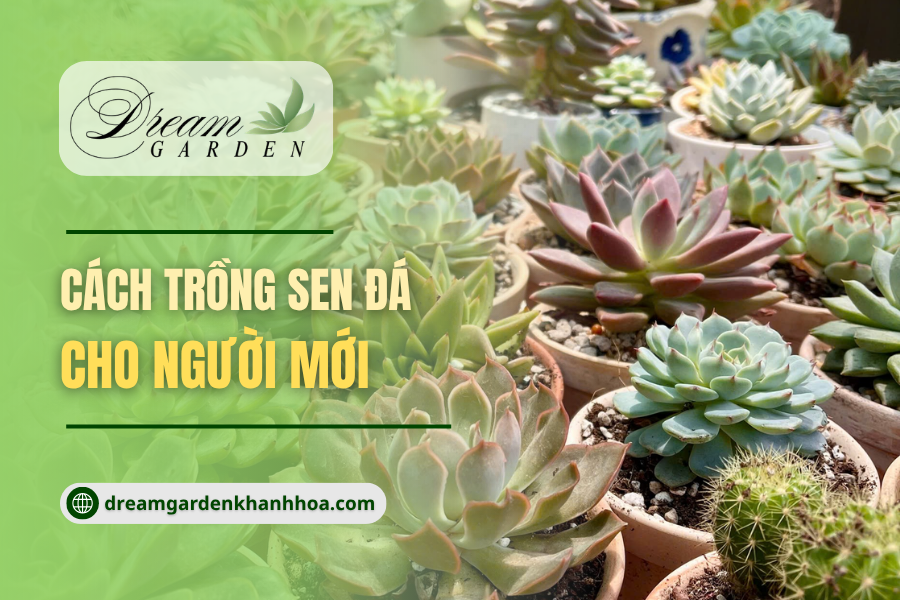 Cách Trồng Sen Đá Cho Người Mới Bắt Đầu
