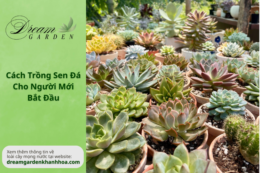 Cách Trồng Sen Đá Cho Người Mới Bắt Đầu