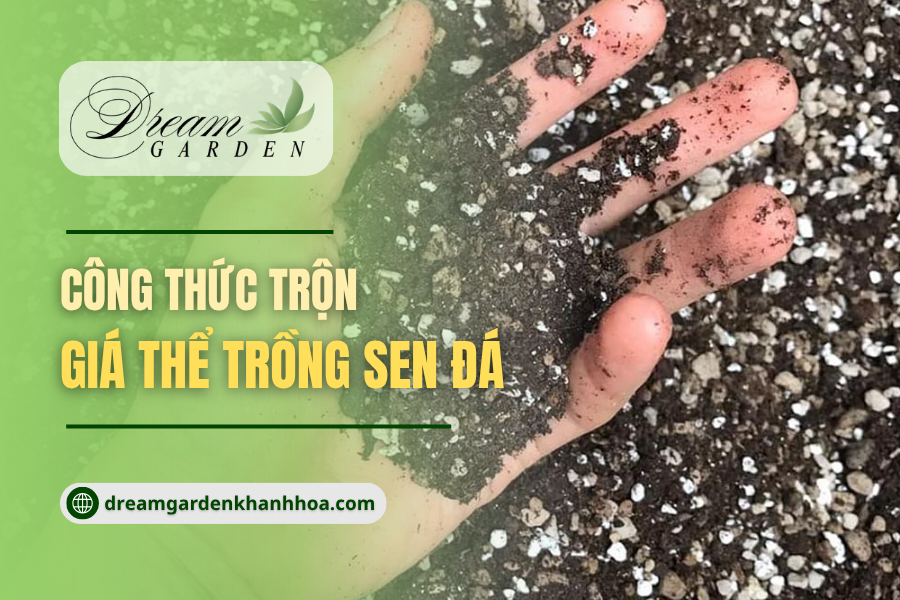 Công Thức Trộn Giá Thể Sen Đá Cho Xứ Nóng