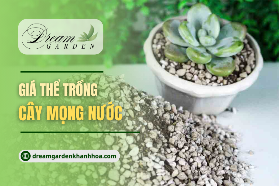 Top 5 Loại Đất Trồng Cây Mọng Nước Tốt Nhất: So Sánh Đất Tự Trộn Và Đất Đóng Gói