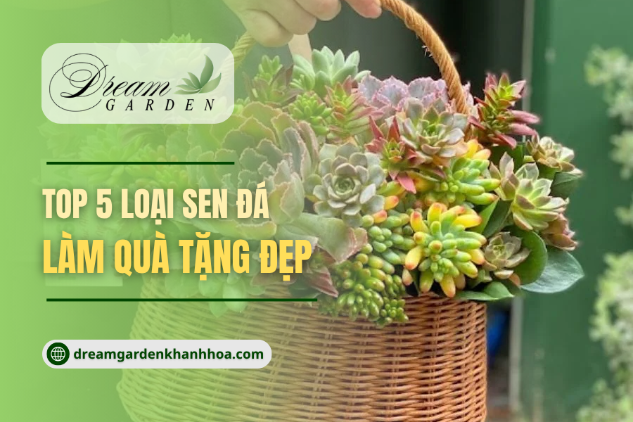 Top 5 Loại Sen Đá Làm Quà Tặng Đẹp Và Ý Nghĩa