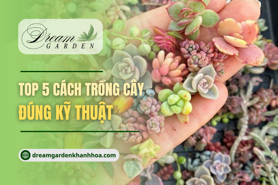 Top 5 Cách Trồng Cây Mọng Nước Đúng Kỹ Thuật Giúp Cây Nhanh Ra Rễ, Lớn Khỏe