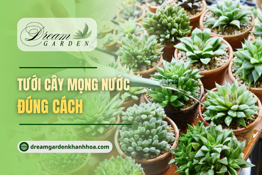 Top 5 Cách Tưới Cây Mọng Nước Đúng Cách: So Sánh Lượng Nước, Tần Suất Và Thời Điểm Tưới