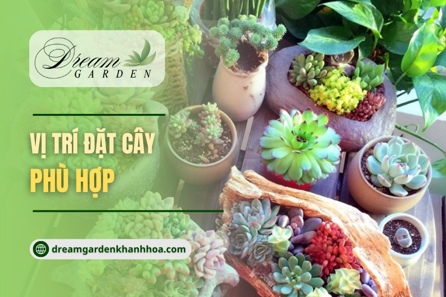 Top 5 Vị Trí Trồng Cây Mọng Nước Tốt Nhất: So Sánh Trồng Trong Nhà Và Ngoài Trời